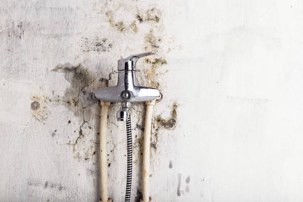 Best Certified Mold Removal  in Landisville, PA